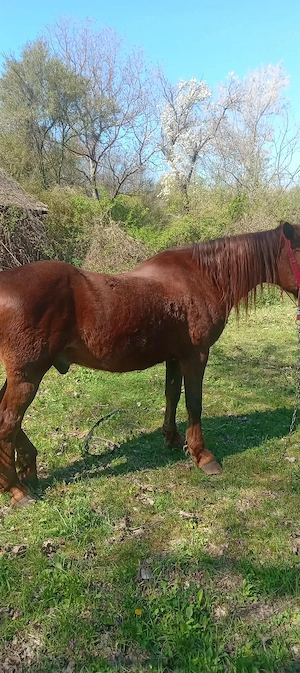 vand cal bun de tras .......accept orice proba   - imagine 4