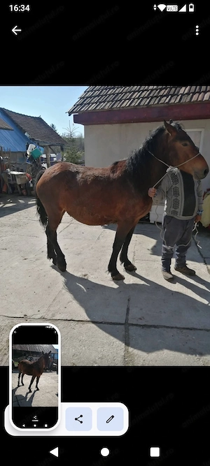 3 cai de vânzare detalii la  