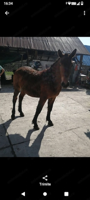 3 cai de vânzare detalii la   - imagine 2