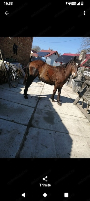 3 cai de vânzare detalii la   - imagine 3