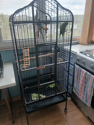 Colivii pasari - imagine 5