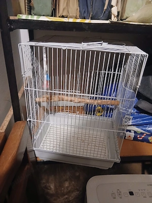 Colivii pasari - imagine 2