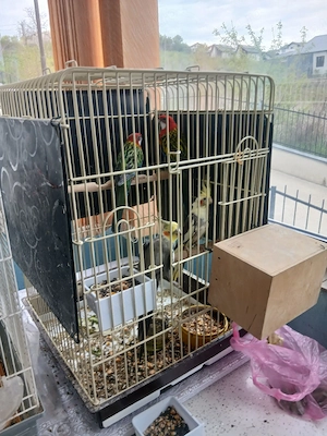 Colivii pasari - imagine 3