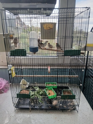 Colivii pasari - imagine 4