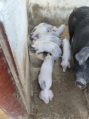 Purcei de vânzare  - imagine 5