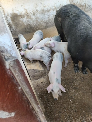 Purcei de vânzare  - imagine 2