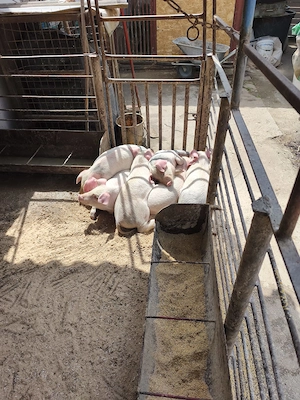 Purcei de vânzare  - imagine 4