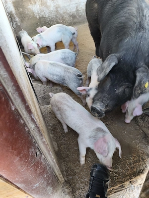 Purcei de vânzare  - imagine 3