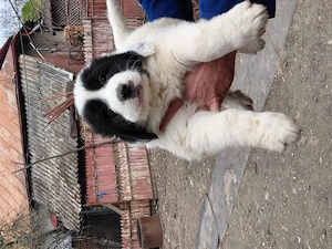 Vand pui ciobanesc bucovina