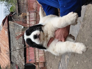 Vand pui ciobanesc bucovina - imagine 2