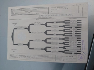 Vand pui ciobanesc bucovina - imagine 5