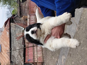 Vand pui ciobanesc bucovina - imagine 4