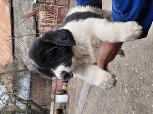 Vand pui ciobanesc bucovina - imagine 3