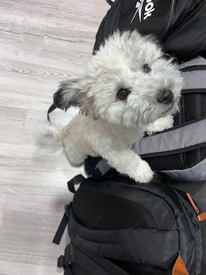 Bichon Frisé si Shi tzu mix  - imagine 3