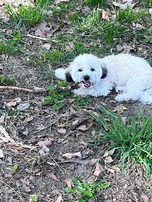 Bichon Frisé si Shi tzu mix  - imagine 2