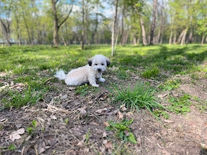 Bichon Frisé si Shi tzu mix 
