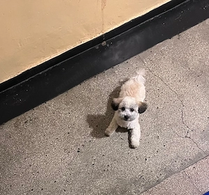 Bichon Frisé si Shi tzu mix  - imagine 4