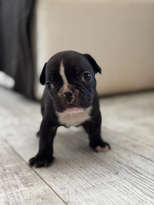 Vand pui Bulldog Francez - imagine 2