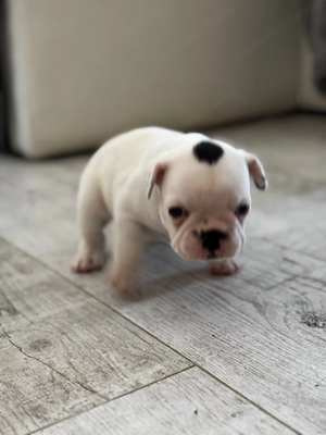 Vand pui Bulldog Francez
