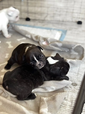 Vand pui Bulldog Francez - imagine 4