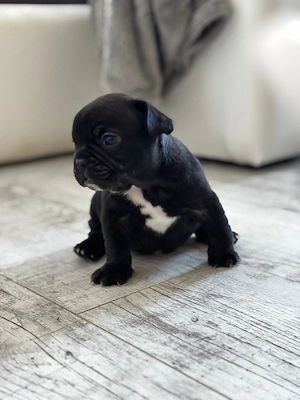 Vand pui Bulldog Francez - imagine 3