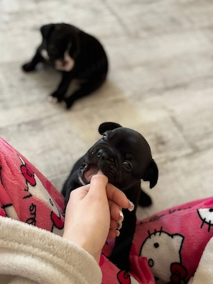 Vand pui Bulldog Francez - imagine 5