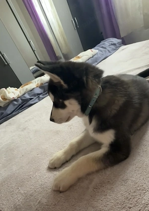 Caine Husky 3luni  - imagine 2