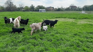 Animale domestice - imagine 2