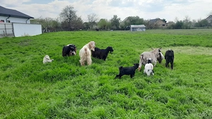 Animale domestice - imagine 3