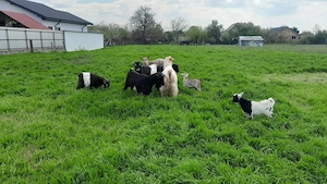 Animale domestice - imagine 4