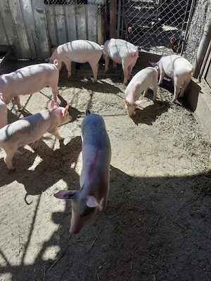 Purcei 7 saptamani - imagine 2