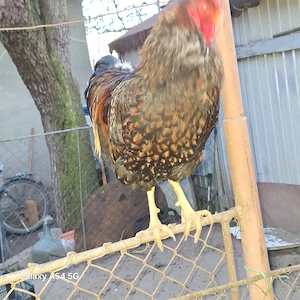 Cocos de vânzare  - imagine 3