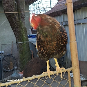 Cocos de vânzare  - imagine 2