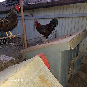 Do vânzare cocosi  - imagine 3