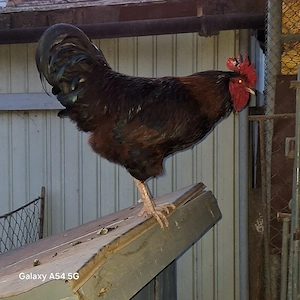 Do vânzare cocosi  - imagine 2