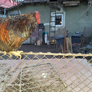 Do vânzare cocosi  - imagine 5