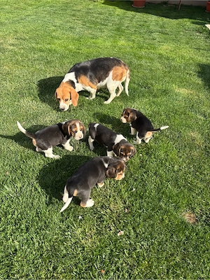 Vând catei beagle tricolor