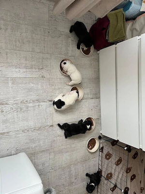 Vand pui bulldog francez - imagine 5