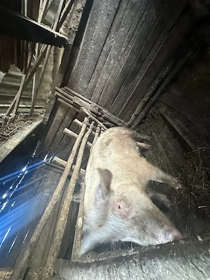 Porc de vânzare pentru doar 15 lei per kg poate sta in grataru tau!