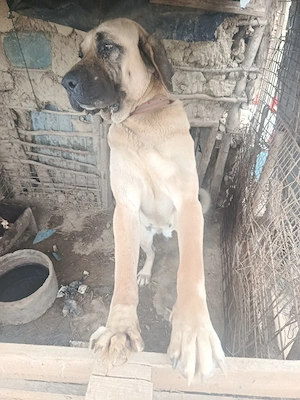 Caine de vanzare 3000  Negociabil  - imagine 2