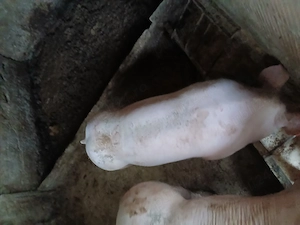 De vanzare o scrofita pietrea fara par an jur de 60kg