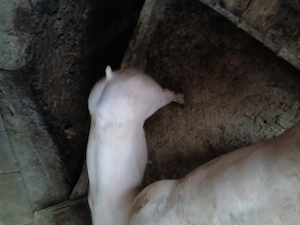 De vanzare o scrofita pietrea fara par an jur de 60kg - imagine 2