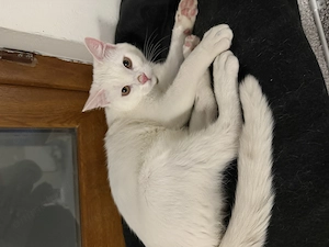 Motan alb de vânzare plus toate cele necesare,se numește Tommy este vaccinat și deparazitat,carnet. - imagine 5