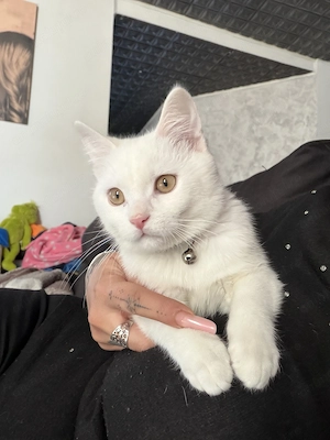 Motan alb de vânzare plus toate cele necesare,se numește Tommy este vaccinat și deparazitat,carnet. - imagine 4