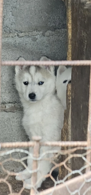 Vând husky siberian - imagine 4
