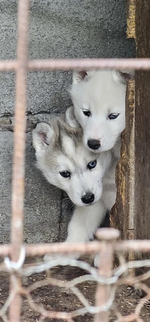 Vând husky siberian - imagine 5