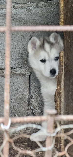 Vând husky siberian - imagine 2