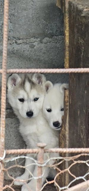 Vând husky siberian - imagine 3
