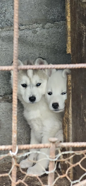 Vând husky siberian