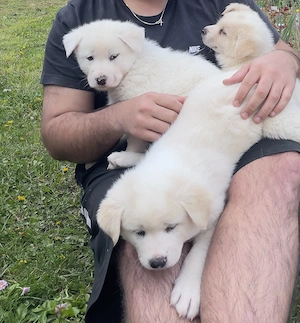 Pui Akita Inu Japonez